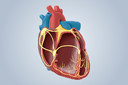 A deficiência de PCSK9 específica de cardiomiócitos compromete a bioenergética mitocondrial e a função cardíaca