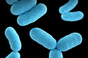 Novos antibióticos que mudam de forma podem combater infecções mortais