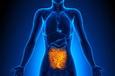 Uma reação intestinal influencia a eficácia da quimioterapia no câncer de pâncreas
